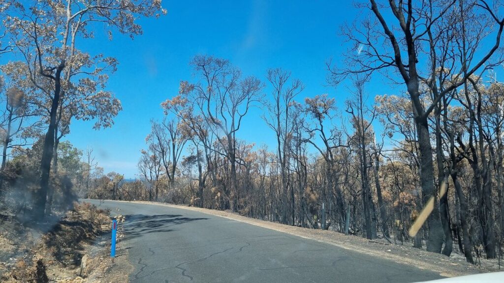 Steel-flex guide posts after a bushfire